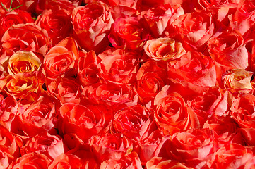 Image showing Red roses