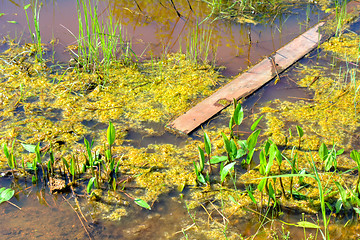 Image showing Wetland