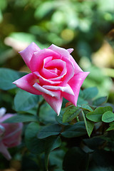 Image showing Pink rose