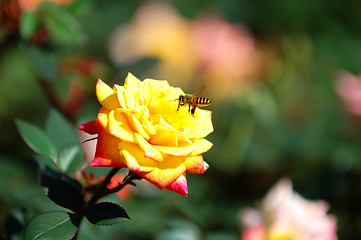 Image showing Yellow rose and bee