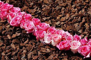 Image showing Line of pink roses
