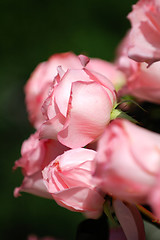 Image showing Pink roses