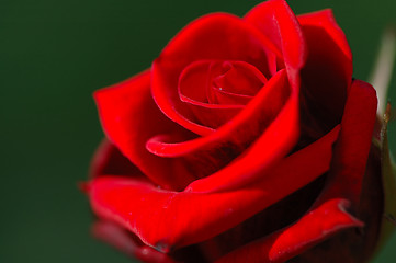 Image showing Red rose