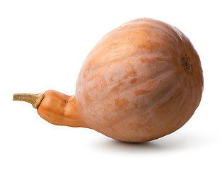 Image showing Pumpkin