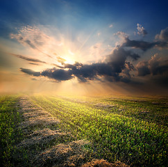 Image showing Beveled field of wheat