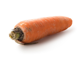 Image showing Carrot