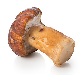 Image showing White mushroom