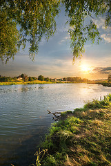 Image showing Osier by the river