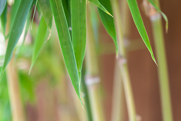 Image showing Fresh green leaves against a cloudy blue sky