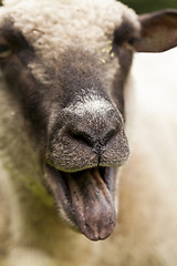 Image showing Sheep in a summer pasture