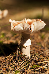 Image showing Close Up of Wild Mushroom in Forest