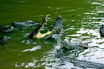 Image showing crocodiles