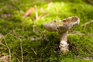 Image showing Close Up of Wild Mushroom in Forest