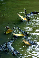 Image showing crocodiles