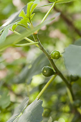 Image showing Green figs ripening on a tree