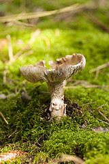 Image showing Close Up of Wild Mushroom in Forest