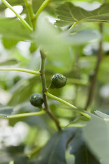 Image showing Green figs ripening on a tree