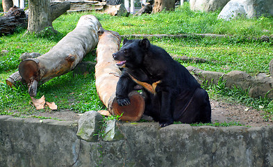 Image showing Black bear