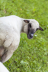 Image showing Sheep in a summer pasture