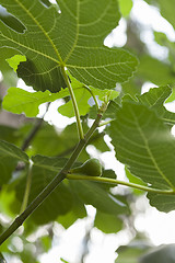 Image showing Green figs ripening on a tree