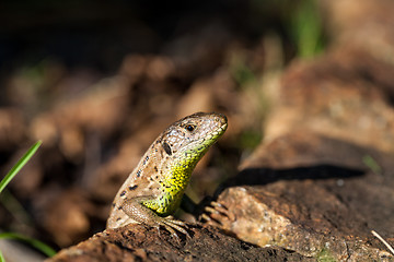 Image showing Agile lizard in its natural habitat