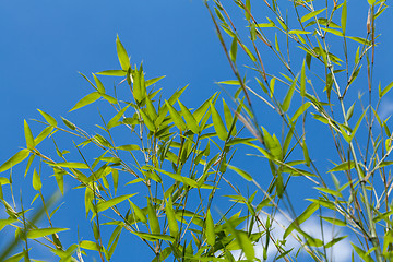 Image showing Fresh green leaves against a cloudy blue sky