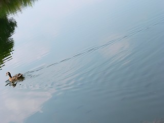 Image showing Duck Swimming Down