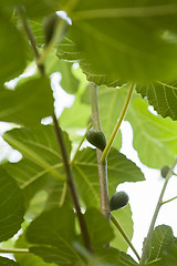 Image showing Green figs ripening on a tree