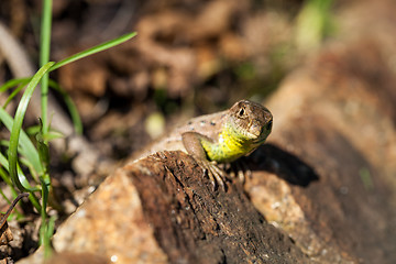 Image showing Agile lizard in its natural habitat