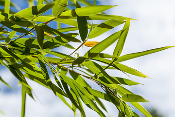 Image showing Fresh green leaves against a cloudy blue sky