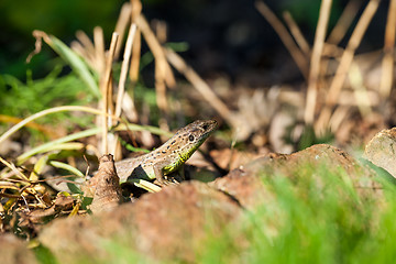 Image showing Agile lizard in its natural habitat