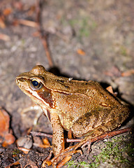 Image showing Side view of a Common frog, Rana temporaria