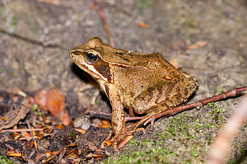 Image showing Side view of a Common frog, Rana temporaria