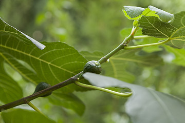 Image showing Green figs ripening on a tree