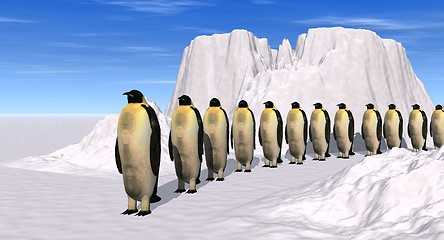 Image showing penguins walk