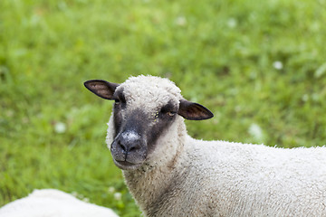 Image showing Sheep in a summer pasture