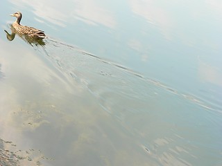 Image showing Duck Swimming Up