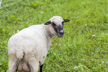 Image showing Sheep in a summer pasture