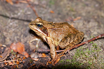 Image showing Side view of a Common frog, Rana temporaria