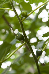 Image showing Green figs ripening on a tree