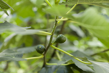 Image showing Green figs ripening on a tree