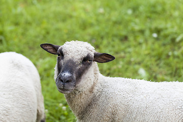 Image showing Sheep in a summer pasture