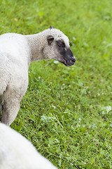 Image showing Sheep in a summer pasture