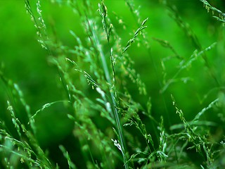 Image showing Grass Macro