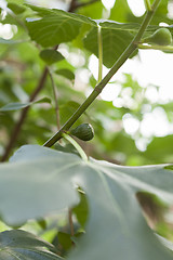 Image showing Green figs ripening on a tree