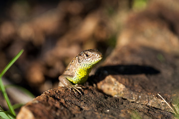 Image showing Agile lizard in its natural habitat