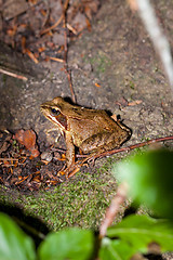 Image showing Side view of a Common frog, Rana temporaria