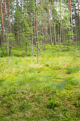 Image showing Wetland