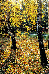 Image showing Autumn