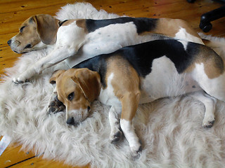 Image showing Beagles